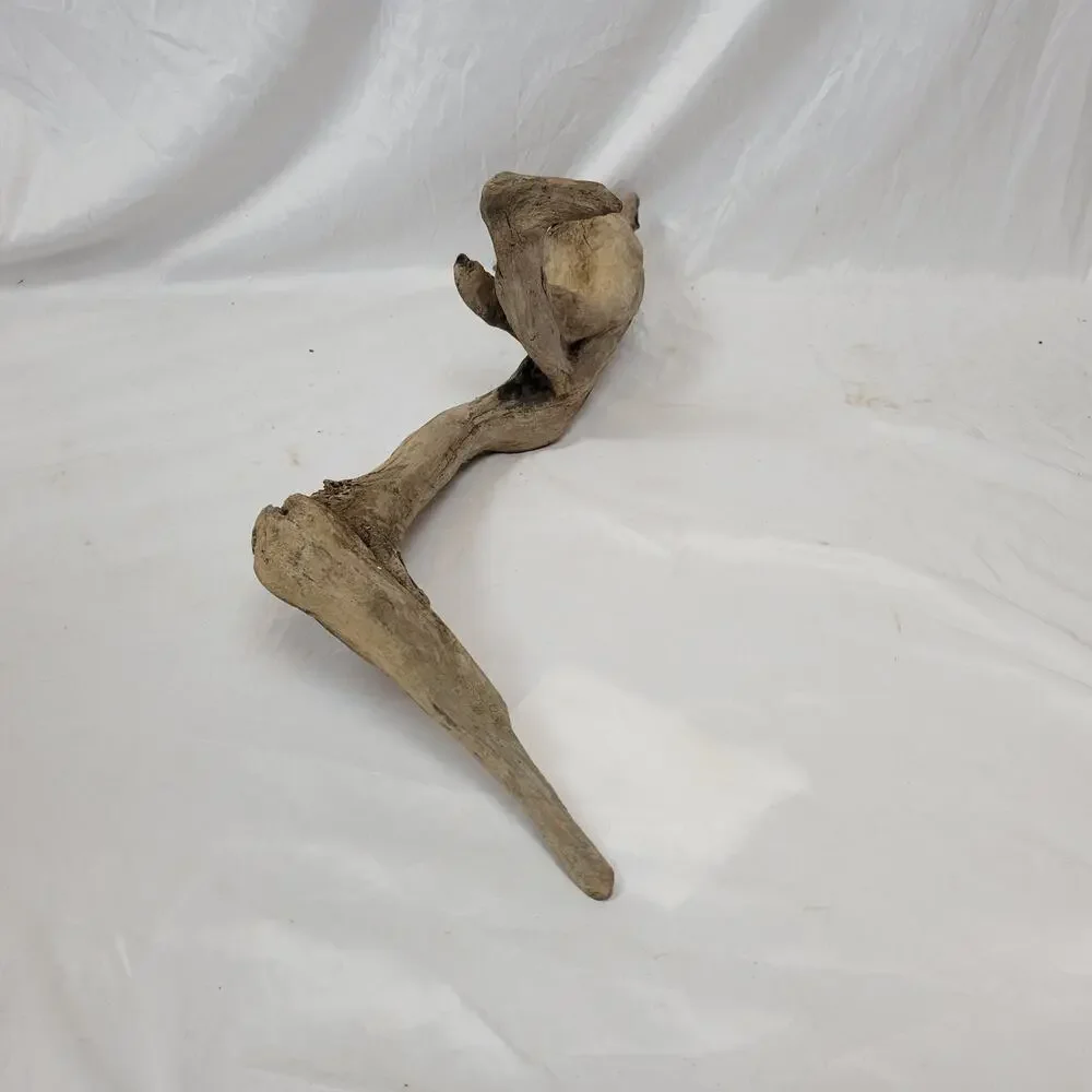 Ohio River Driftwood 39